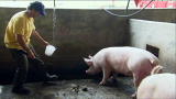 Dirty Jobs: Poo-Gurt
