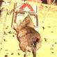 Verminators: Rat Attic