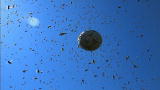 Superswarm: Killer Bee Attack