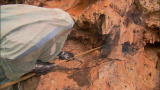 Dual Survival: Bee Attack