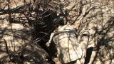 Beyond Survival: Porcupine Hunt