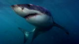 Shark Week: Surviving Great Whites