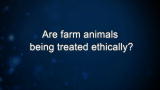 Curiosity: Are farm animals being treated ethically?