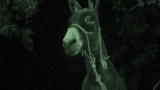 Man, Woman, Wild: A Spooked Donkey