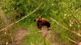 Gold Rush Alaska: Bear Proofing