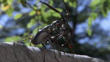 Life :Darwin Beetle Tosses Rivals