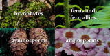 Assignment Discovery Shorts: Types of Plants