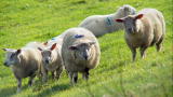 Is It Possible: Sheep Art
