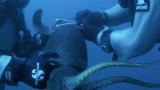 Squid Invasion: Feeding Frenzy