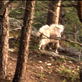 Man vs. Wild: Bloody Trail