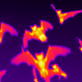 News: Top 5 Science Animal Videos