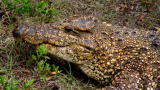 Swamp Brothers: Nile Croc Time