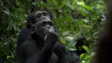 Life: Filming Chimpanzees