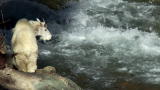 North America: Baby Mountain Goat Braves Rapids