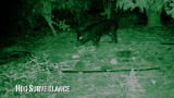 Hogs Gone Wild: Home Imprisonment