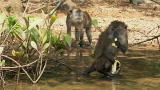 American Chopper: Sr vs Jr: Bananas for Bananas