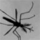 News: Mosquitoes Use Music To Mate
