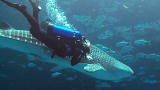 Sharks at Georgia Aquarium: Underwater With Sharks