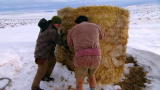 Dual Survival 2: Shelter and a Snack