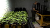 Weed Wars: Cannabis Farming