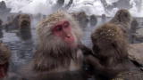 Snow Monkeys Soak in Spa