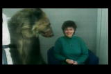 Moments of Impact: Circus Bear Attack