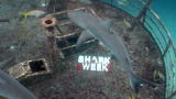 Shark Week: Shark Week Aquarium 4