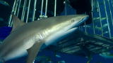 Shark Bites: Caught on Film