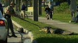 Beast Tracker: Gators in the Suburbs
