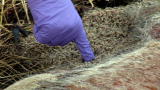 Dirty Jobs: Maggot Mass