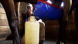 Dirty Jobs: Horsey Diaper Duty