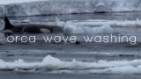 Frozen Planet: A Filming First (Killer Whales)