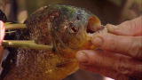 Dual Survival: Piranha Bow Hunt