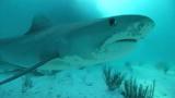 Shark Week 2009: Ocean Conservancy Shark Message