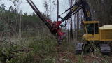 Swamp Loggers: Don't Get Stuck