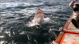 Shark Week: Great Whites Attack Bite Cam