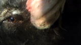 Hogs Gone Wild: Dog vs. Hog 2