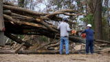 Swamp Loggers: Pick Up Sticks