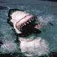 Planet Earth: Pole to Pole: Great White Hunt