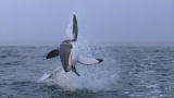 Mythbusters: Shark Tales