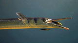 Discovery Atlas: Hawaii: Strange Fish
