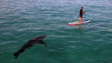 Shark Week: Paddling With a Shark