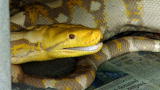 Swamp Brothers: Nasty Python