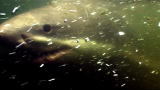 Shark Week 2009: Blood in the Water: Jaws in the Creek