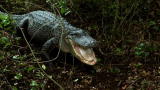 Swamp Brothers: Gator Territory