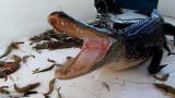 Ragin Cajuns: Gator Snag