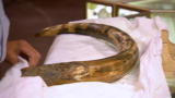 Auction Kings: Woolly Mammoth Tusk