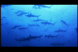 Ultimate Guide, The: Sharks: Hammerhead Sharks