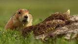 North America: Brave Prairie Dog Confronts Snake