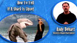 Shark Week 101: How to Tell If a Shark Is Upset